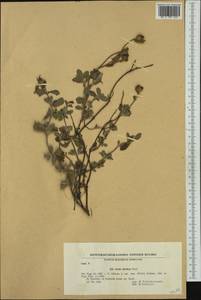 Cistus creticus subsp. eriocephalus (Viv.) Greuter & Burdet, Western Europe (EUR) (Bulgaria)