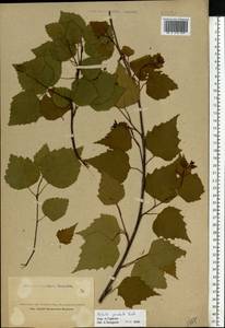 Betula pendula Roth, Eastern Europe, North-Western region (E2) (Russia)