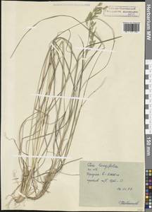 Poa longifolia Trin., Caucasus, North Ossetia, Ingushetia & Chechnya (K1c) (Russia)