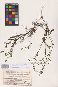 Myosotis scorpioides L., Eastern Europe, Northern region (E1) (Russia)