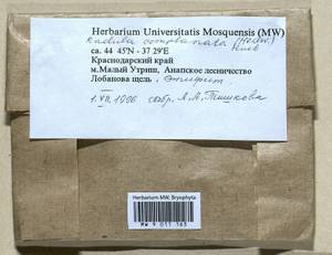 Radula complanata (L.) Dumort., Bryophytes, Bryophytes - North Caucasus & Ciscaucasia (B12) (Russia)