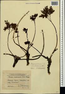 Physospermum cornubiense (L.) DC., Crimea (KRYM) (Russia)