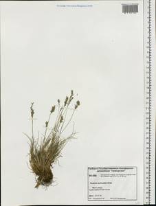 Festuca auriculata Drobow, Siberia, Central Siberia (S3) (Russia)