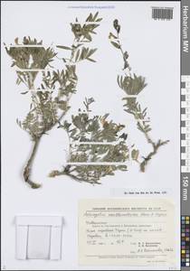 Astragalus xanthomeloides Korovin & Popov, Middle Asia, Pamir & Pamiro-Alai (M2) (Uzbekistan)