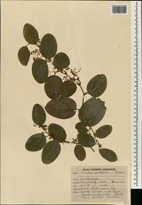 Smilax perfoliata Lour., South Asia, South Asia (Asia outside ex-Soviet states and Mongolia) (ASIA) (India)