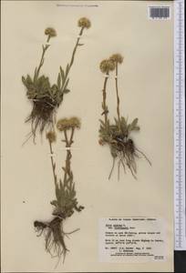 Aster alpinus var. vierhapperi (Onno) Cronquist, America (AMER) (Canada)