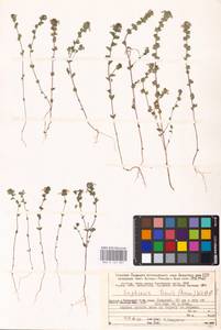 MHA 0 161 847, Euphrasia ×vernalis List, Eastern Europe, Northern region (E1) (Russia)