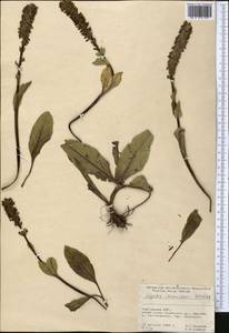 Lagotis ikonnikovii Schischk., Middle Asia, Pamir & Pamiro-Alai (M2) (Kyrgyzstan)