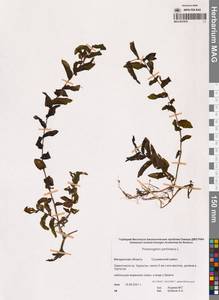 Potamogeton perfoliatus L., Siberia, Chukotka & Kamchatka (S7) (Russia)
