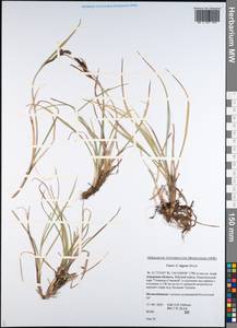 Carex bigelowii subsp. lugens (Holm) T.V.Egorova, Siberia, Russian Far East (S6) (Russia)