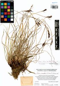 Carex eleusinoides Turcz. ex Kunth, Siberia, Baikal & Transbaikal region (S4) (Russia)