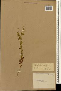 Potentilla erecta (L.) Raeusch., Caucasus, Stavropol Krai, Karachay-Cherkessia & Kabardino-Balkaria (K1b) (Russia)