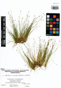 Eleocharis acicularis (L.) Roem. & Schult., Siberia, Baikal & Transbaikal region (S4) (Russia)