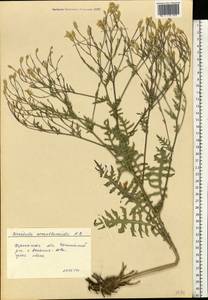Klasea erucifolia (L.) Greuter & Wagenitz, Eastern Europe, South Ukrainian region (E12) (Ukraine)