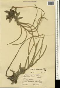 Matthiola odoratissima (Pall. ex M.Bieb.) W.T. Aiton, Crimea (KRYM) (Russia)