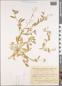 Strigosella africana (L.) Botsch., Middle Asia, Karakum (M6) (Turkmenistan)