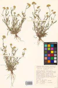 Achillea leptophylla M. Bieb., Eastern Europe, Lower Volga region (E9) (Russia)