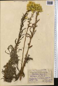 Helichrysum maracandicum Popov ex Kirp., Middle Asia, Western Tian Shan & Karatau (M3) (Kazakhstan)