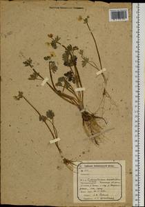 Callianthemum angustifolium Witasek, Siberia, Baikal & Transbaikal region (S4) (Russia)