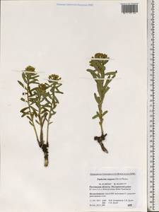 Euphorbia stepposa Zoz ex Prokh., Eastern Europe, Rostov Oblast (E12a) (Russia)
