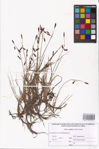 Carex rariflora (Wahlenb.) Sm., Eastern Europe, Northern region (E1) (Russia)