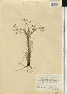Trinia multicaulis (Poir.) Schischk., Eastern Europe, North Ukrainian region (E11) (Ukraine)