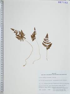 Gymnocarpium dryopteris (L.) Newman, Siberia, Russian Far East (S6) (Russia)