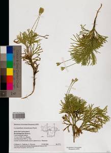 Diphasiastrum tristachyum (Pursh) Holub, Eastern Europe, Central region (E4) (Russia)