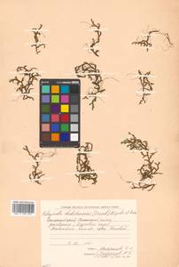 Bryodesma shakotanense (Franch. ex Takeda) Soják, Siberia, Russian Far East (S6) (Russia)
