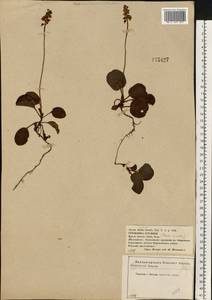 Pyrola minor L., Eastern Europe, Western region (E3) (Russia)