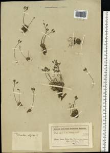 Draba alpina L., Eastern Europe, Northern region (E1) (Russia)