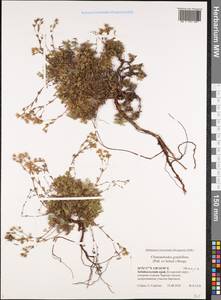 Chamaerhodos grandiflora (Pall. ex Schult.) Bunge, Siberia, Baikal & Transbaikal region (S4) (Russia)