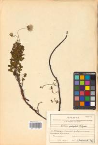 Geum pentapetalum (L.) Makino, Siberia, Russian Far East (S6) (Russia)