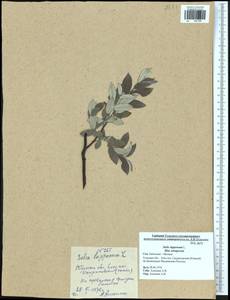 Salix lapponum L., Eastern Europe, Central region (E4) (Russia)