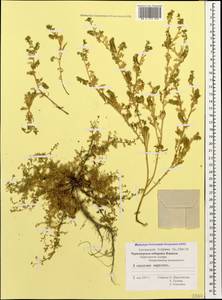 Lepidium didymum L., Caucasus, Black Sea Shore (from Novorossiysk to Adler) (K3) (Russia)
