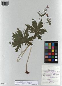 KUZ 000 263, Geranium albiflorum Ledeb., Siberia, Altai & Sayany Mountains (S2) (Russia)