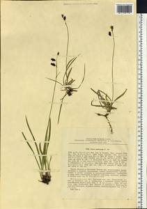 Carex podocarpa R.Br., Siberia, Chukotka & Kamchatka (S7) (Russia)