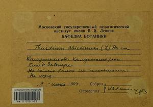 Abietinella abietina (Hedw.) M. Fleisch., Bryophytes, Bryophytes - Middle Russia (B6) (Russia)
