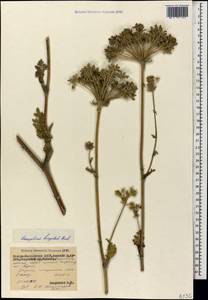 Silphiodaucus hispidus (M.Bieb.) Spalik, Wojew., Banasiak, Piwczyñski & Reduron, Caucasus, North Ossetia, Ingushetia & Chechnya (K1c) (Russia)