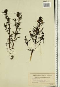 Pedicularis palustris, Eastern Europe, Central region (E4) (Russia)