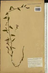 Convolvulus arvensis L., Eastern Europe, Belarus (E3a) (Belarus)