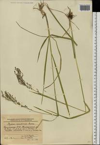 Glyceria arundinacea Kunth, Eastern Europe, Eastern region (E10) (Russia)