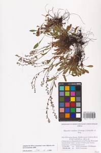 Myosotis asiatica (Vestergr. ex Hultén) Schischk. & Serg., Eastern Europe, Northern region (E1) (Russia)