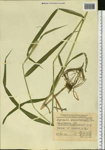 Phalaris arundinacea L., Siberia, Western Siberia (S1) (Russia)