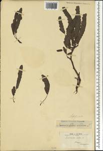 Tamarindus indica L., Africa (AFR) (Madagascar)