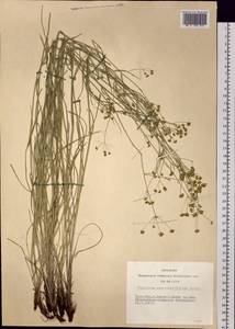 Bupleurum scorzonerifolium Willd., Siberia, Altai & Sayany Mountains (S2) (Russia)