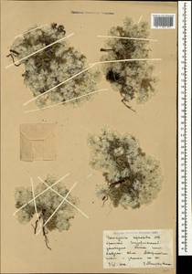 Paronychia cephalotes (M. Bieb.) Besser, Crimea (KRYM) (Russia)