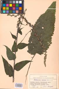 MHA 0 158 940, Verbascum nigrum L., Eastern Europe, South Ukrainian region (E12) (Ukraine)