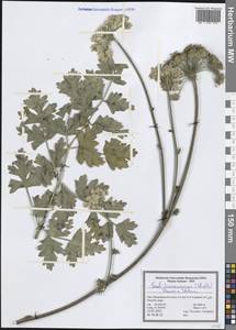 Seseli transcaucasicum (Schischk.) Pimenov & Sdobnina, South Asia, South Asia (Asia outside ex-Soviet states and Mongolia) (ASIA) (Iran)