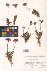 Primula rosea Royle, South Asia, South Asia (Asia outside ex-Soviet states and Mongolia) (ASIA) (India)